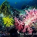 coral_soft_ni_h_0705_png1631.jpg